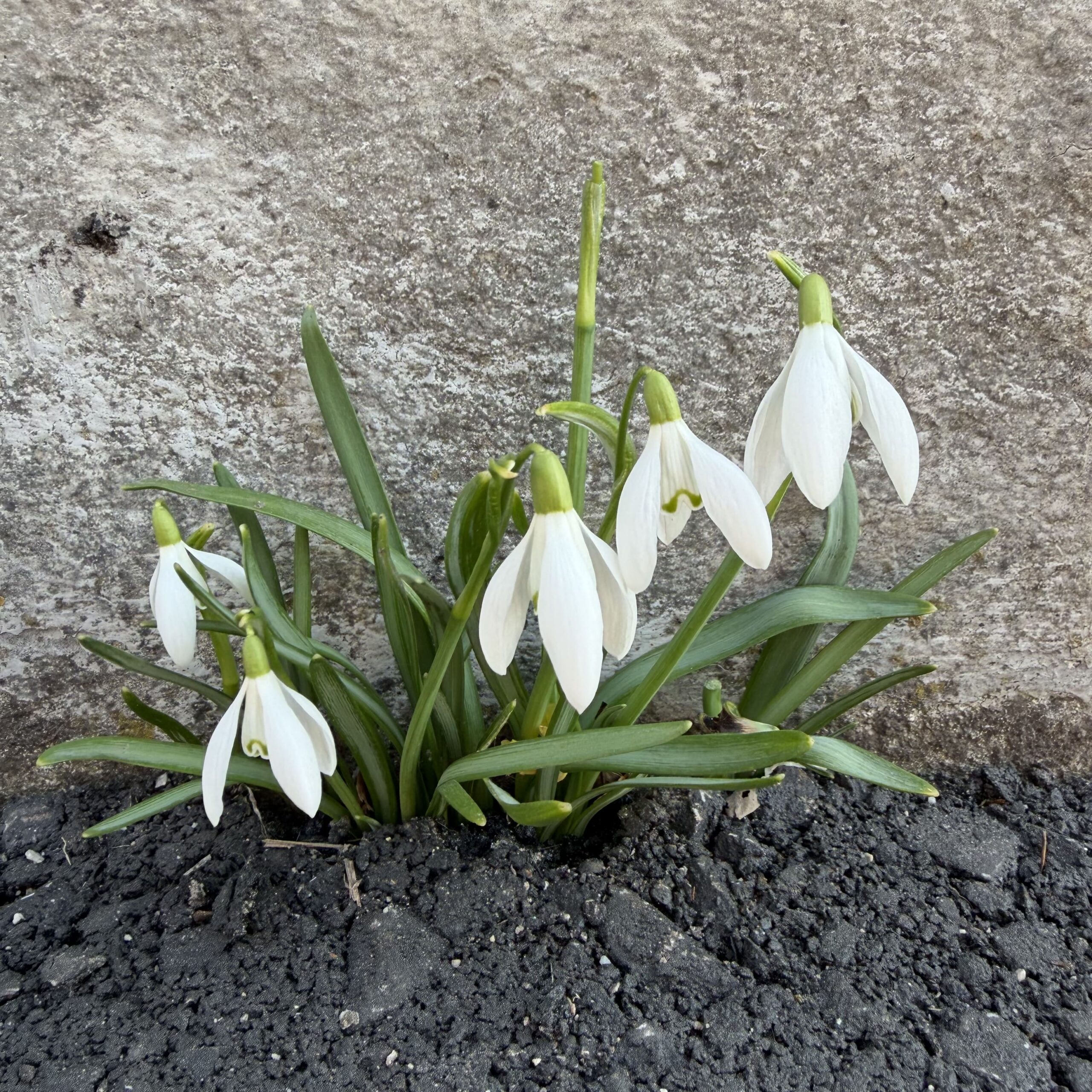 Frühlingserwachen_Schneeglöckchen